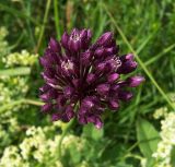 Allium rotundum. Соцветие (вид сверху). Курская обл., Поныровский р-н, с. Брусово. 13 июня 2007 г.