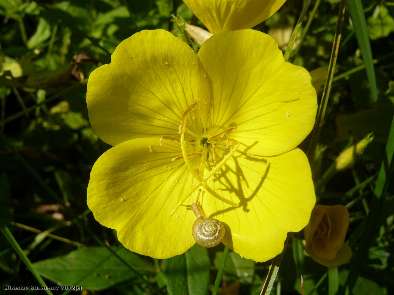 Image of Oenothera tetragona specimen.