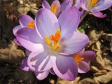 Crocus tommasinianus