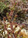 Empetrum hermaphroditum. Цветущее растение. Окрестности Мурманска, начало июня.