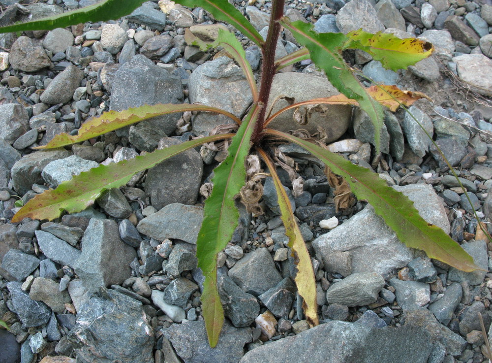 Image of Picris davurica specimen.