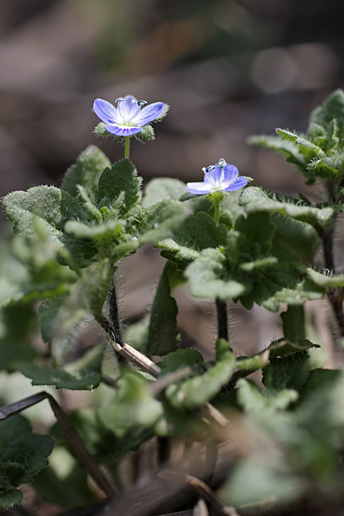 Image of Veronica persica specimen.