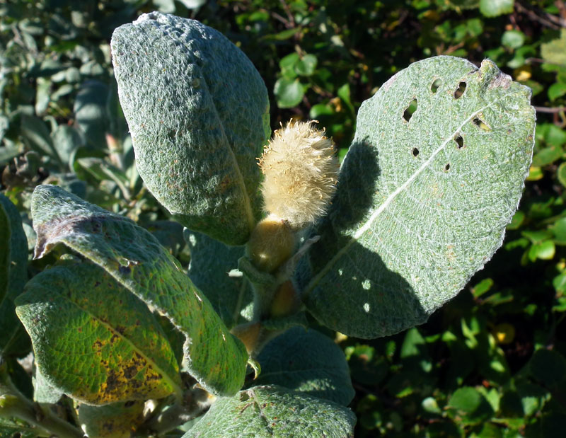 Изображение особи Salix lanata.