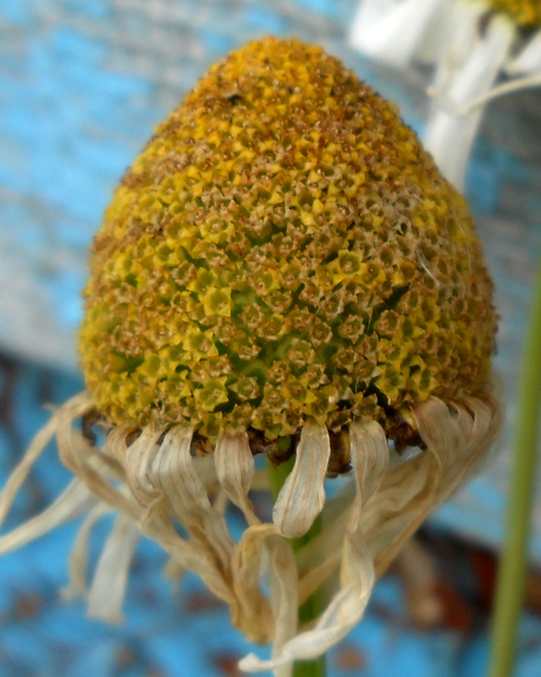 Image of Tripleurospermum subpolare specimen.