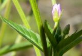 Epilobium adenocaulon. Часть стебля с соцветием. Подмосковье, окр. г. Одинцово, лесная просека. Сентябрь 2012 г.