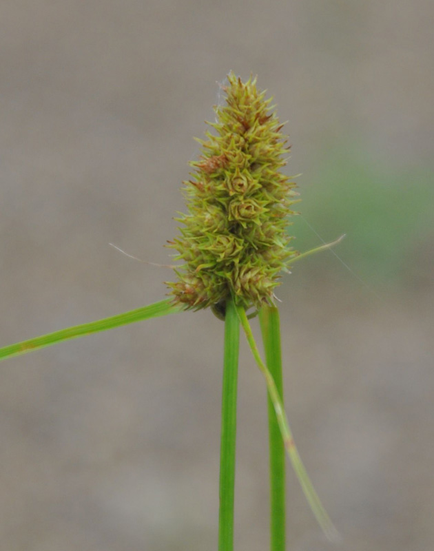 Image of Carex neurocarpa specimen.