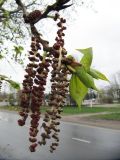 Populus balsamifera