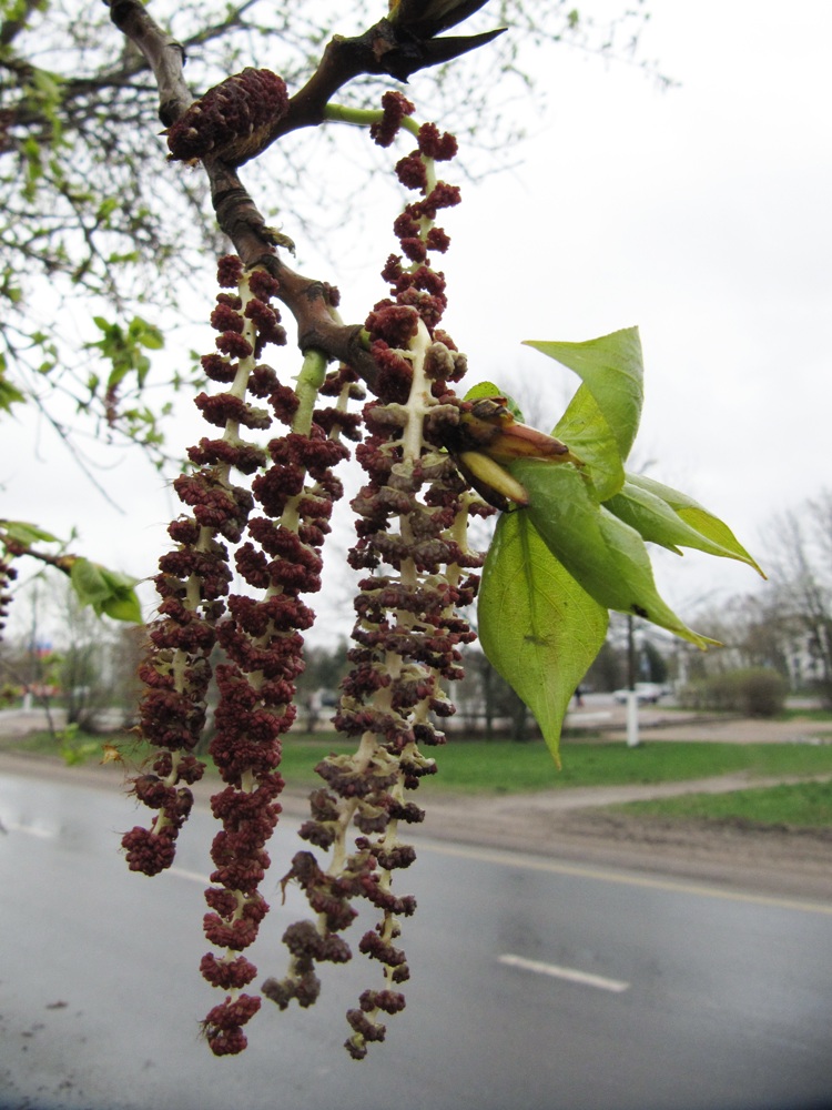 Изображение особи Populus balsamifera.