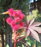 Ricinus communis. Верхушка побега с соплодием. Южный берег Крыма, окр. пгт Партенит, мыс Плака. 15 октября 2012 г.