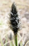 Eriophorum vaginatum