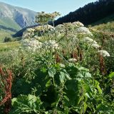 род Heracleum. Цветущее растение. Республика Адыгея, плато Лаго-Наки, ур. Верх. Цица. 24.07.2012.