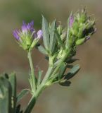 Trigonella procumbens