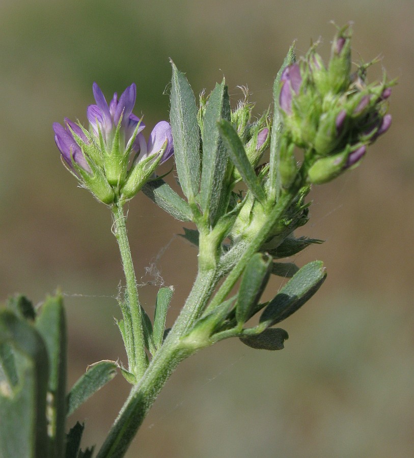 Image of Trigonella procumbens specimen.