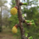 Larix sibirica