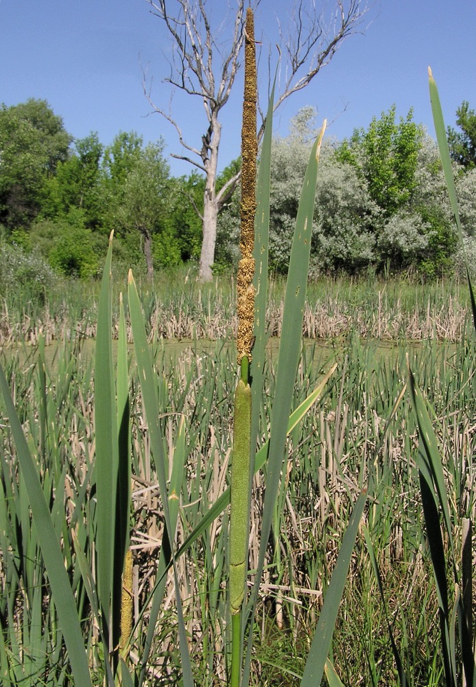 Image of Typha &times; glauca specimen.