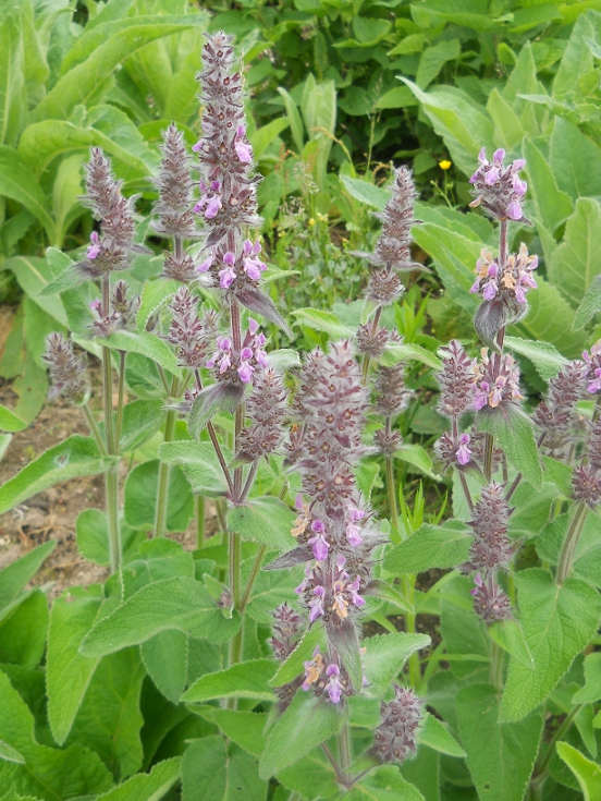 Image of Stachys germanica specimen.