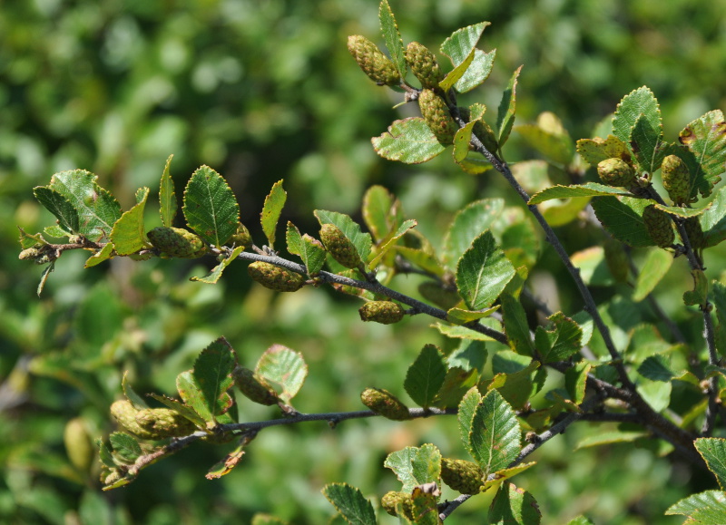 Image of Betula ovalifolia specimen.