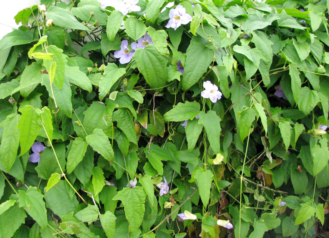 Image of Thunbergia laurifolia specimen.