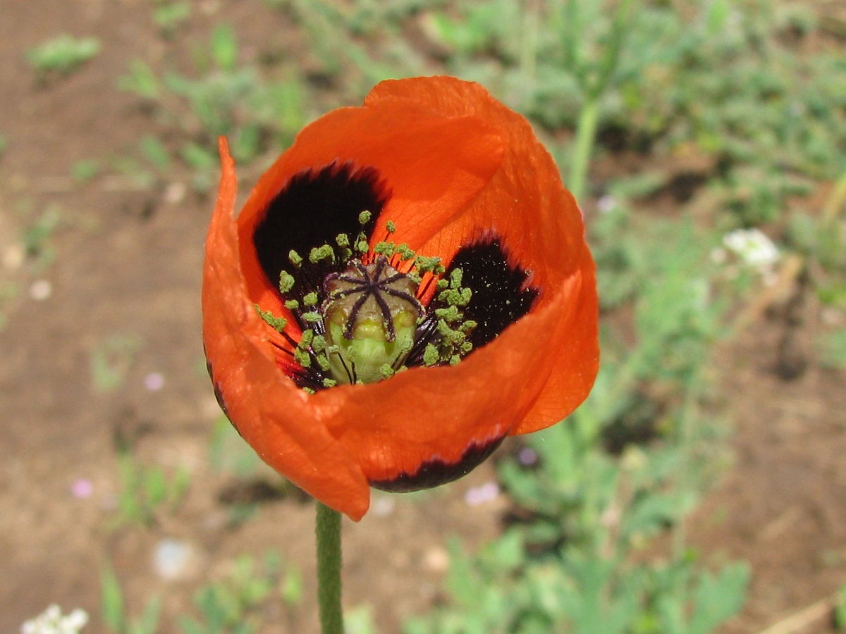 Изображение особи Papaver stevenianum.