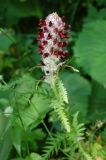 Pedicularis atropurpurea