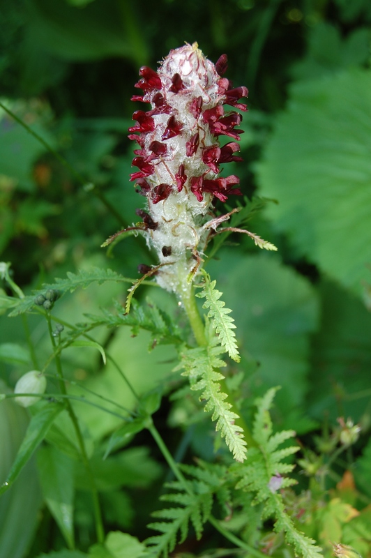 Image of Pedicularis atropurpurea specimen.