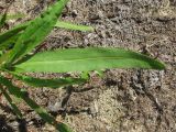 Rumex maritimus