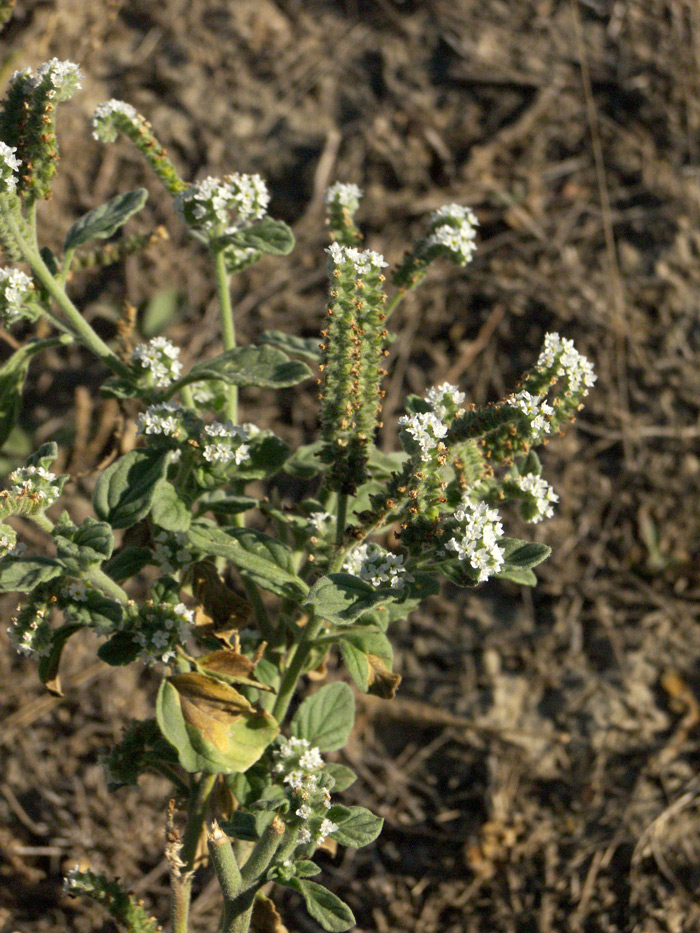 Изображение особи Heliotropium ellipticum.