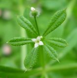 Galium aparine
