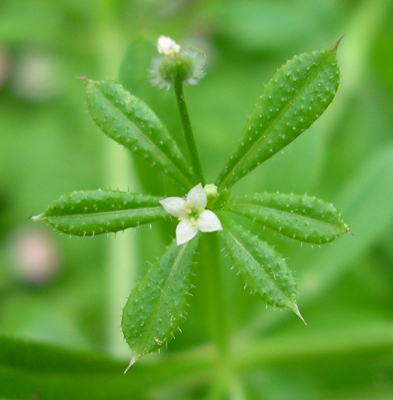 Изображение особи Galium aparine.