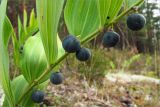 Polygonatum odoratum. Часть побега со зрелыми плодами. Ленинградская обл., Лужский р-н, окр. дер. Сяберо, вересково-беломошный сосновый бор. 28.08.2010.