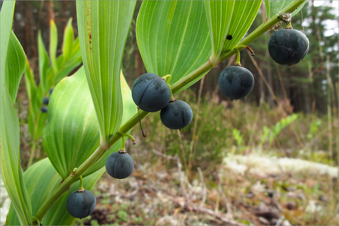 Изображение особи Polygonatum odoratum.