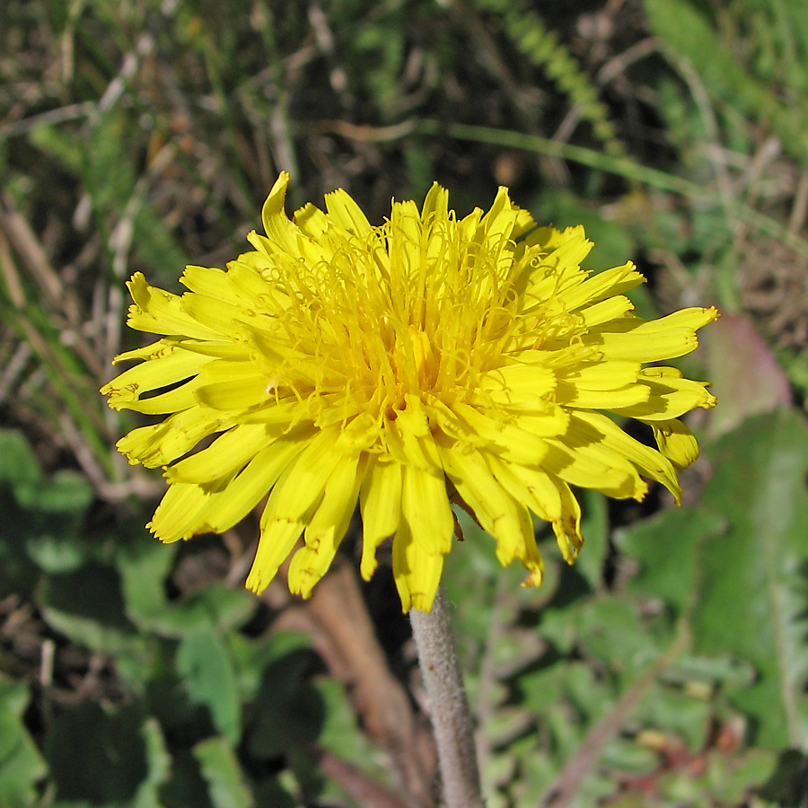 Image of Taraxacum serotinum specimen.