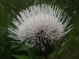 Cirsium heterophyllum