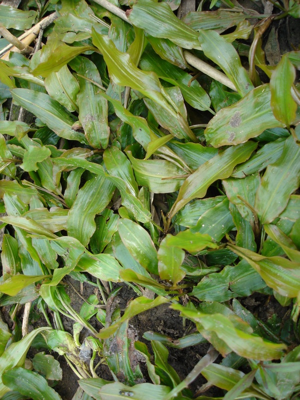 Image of Potamogeton malaianus specimen.