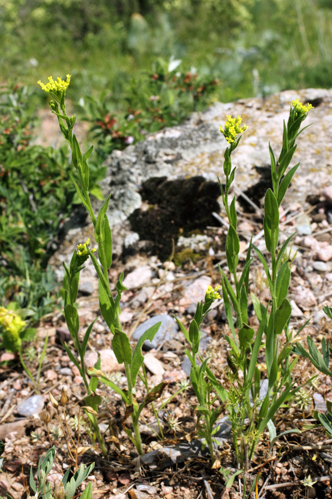 Image of Neslia apiculata specimen.