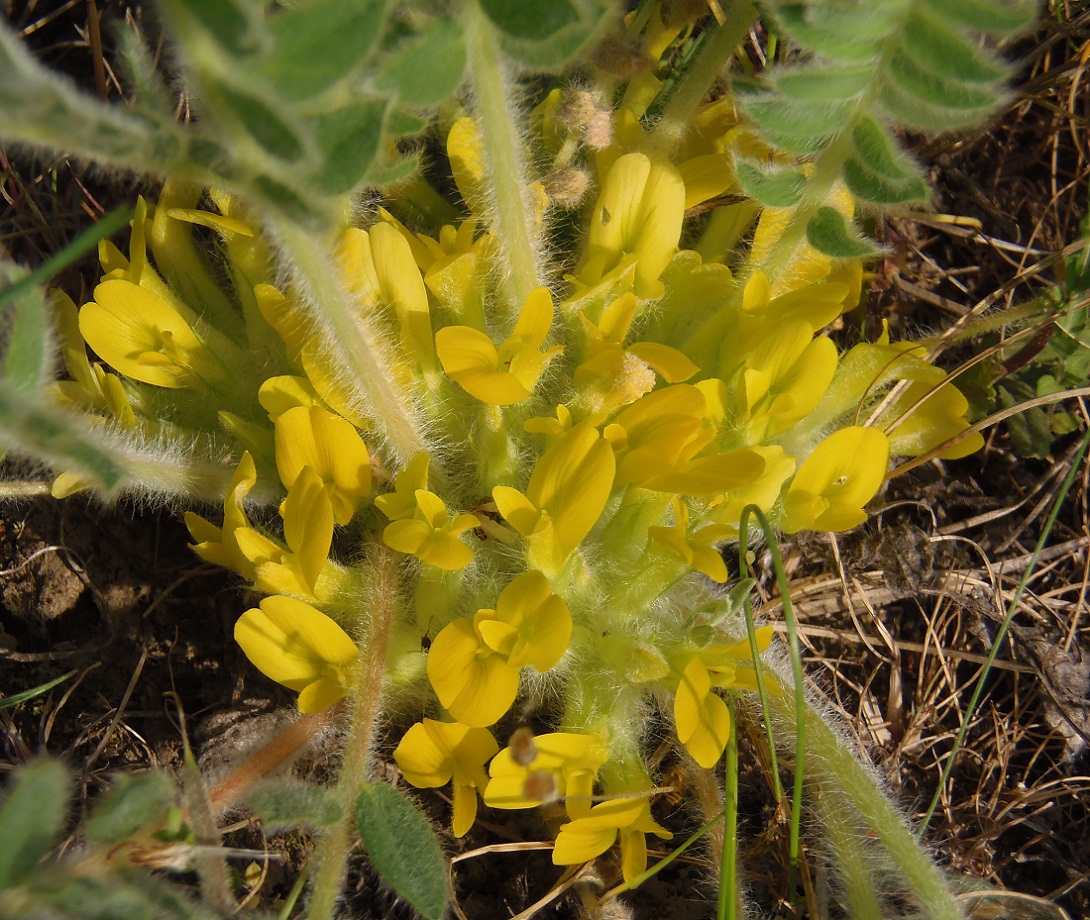 Изображение особи Astragalus pubiflorus.