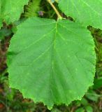 Image of taxon representative. Author is Сергей Одинец