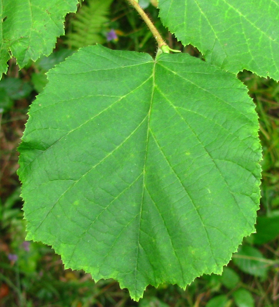 Image of Corylus avellana specimen.