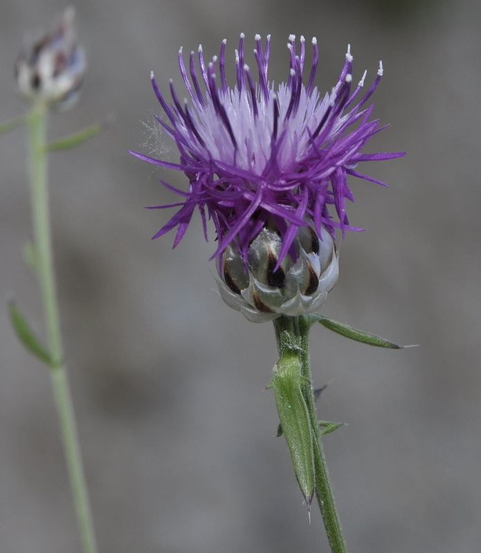 Изображение особи Centaurea deusta.