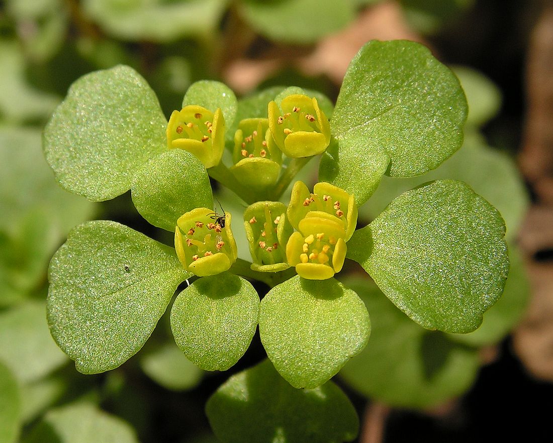 Image of Chrysosplenium sinicum specimen.