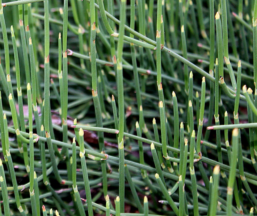 Изображение особи Ephedra fragilis.