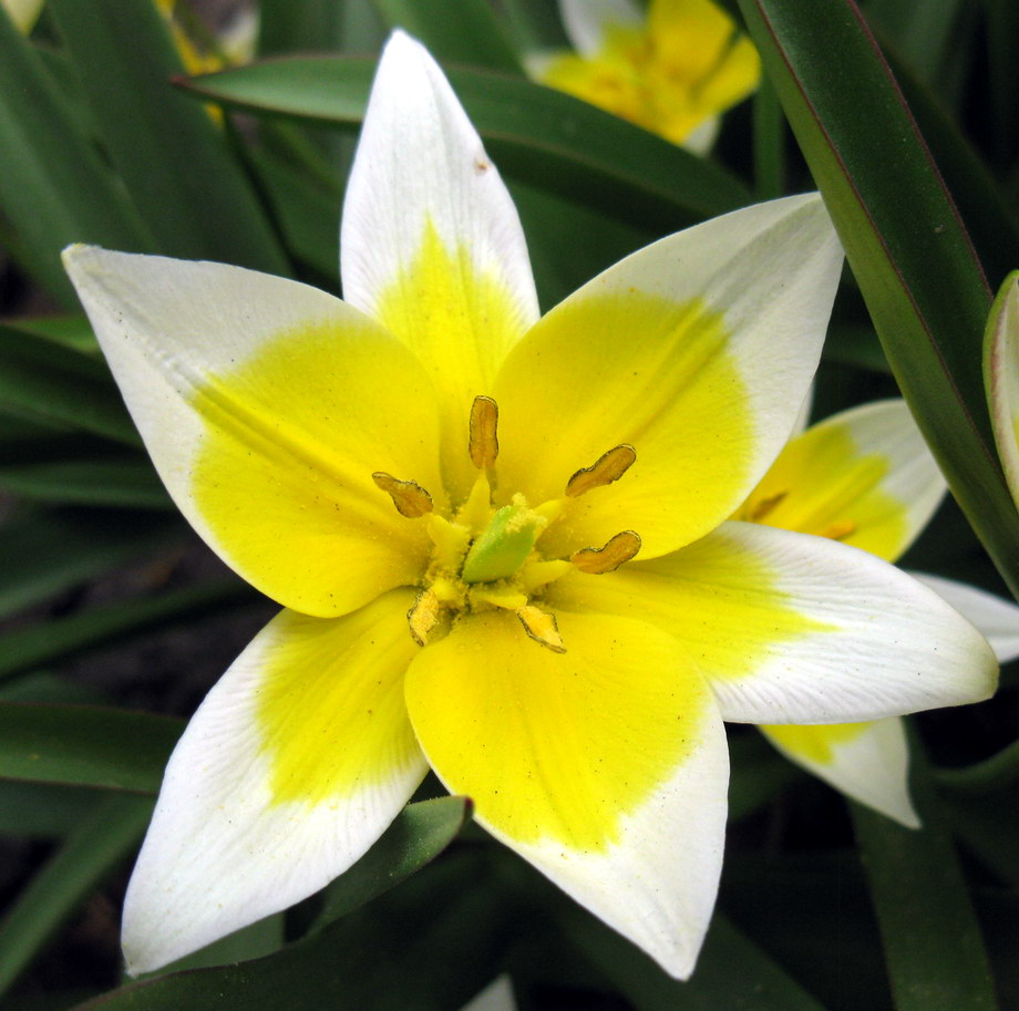 Image of Tulipa tarda specimen.