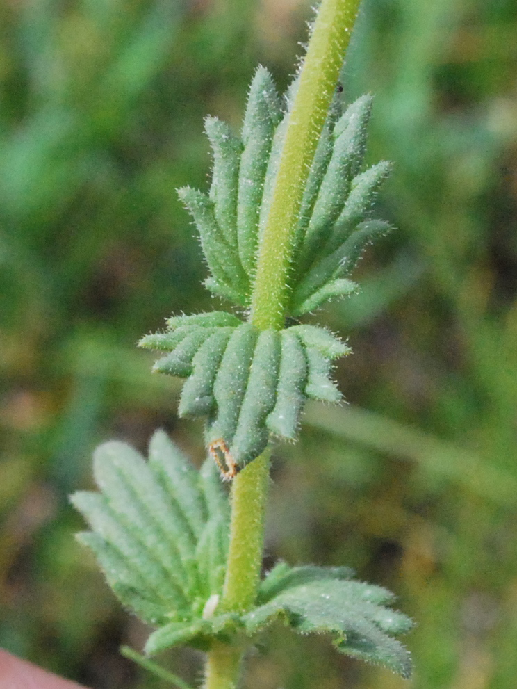 Image of Parentucellia flaviflora specimen.