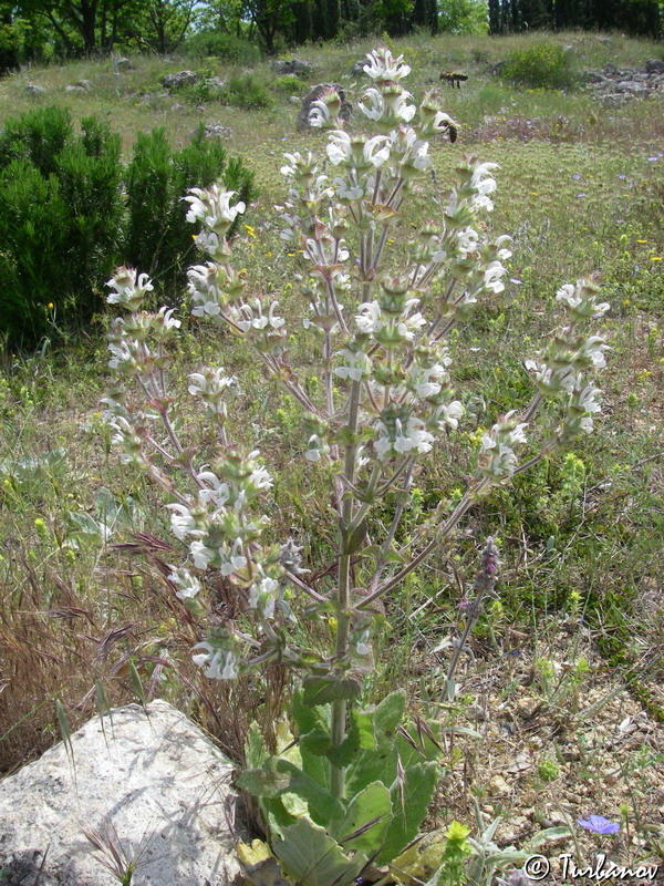 Изображение особи Salvia aethiopis.