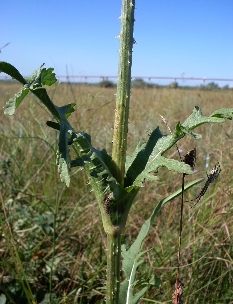 Изображение особи Dipsacus laciniatus.