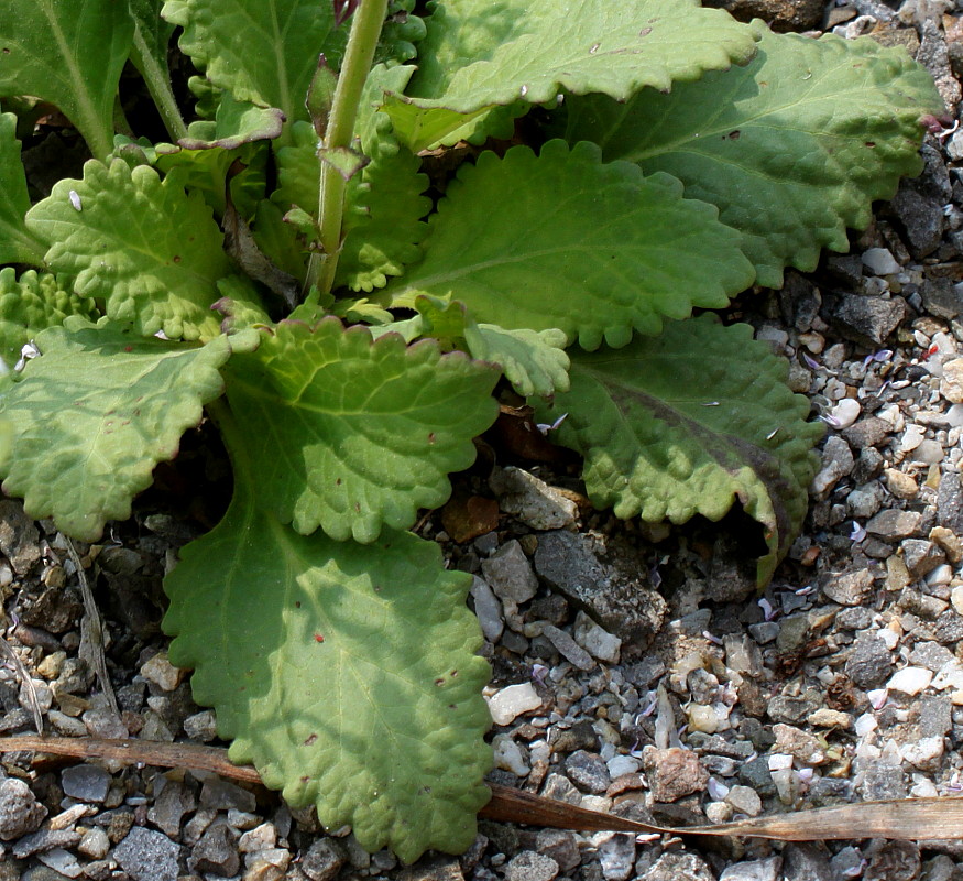 Изображение особи Horminum pyrenaicum.