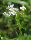 Galium rivale