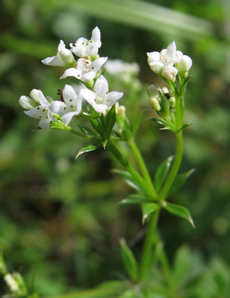 Изображение особи Galium rivale.