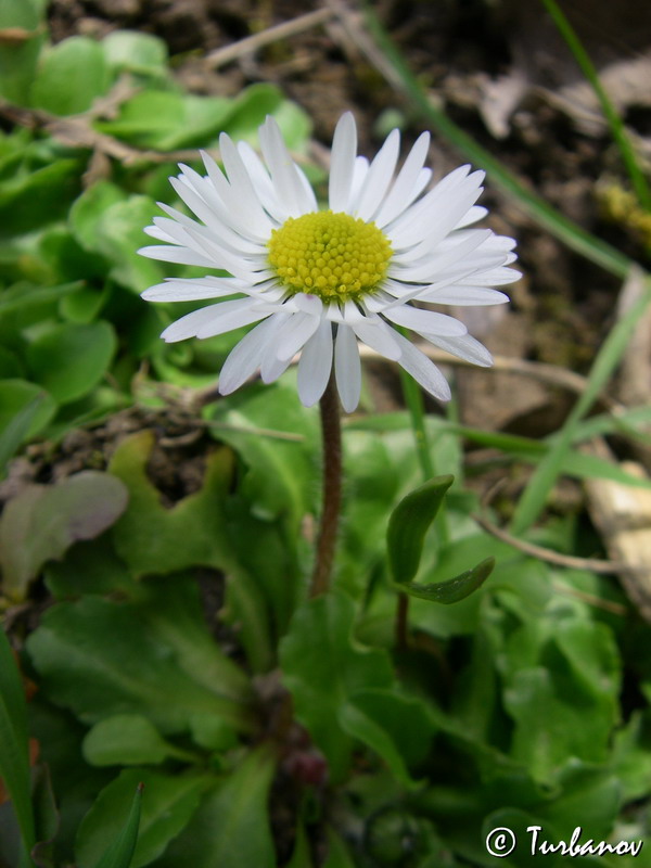 Изображение особи Bellis perennis.