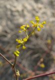 Bupleurum woronowii. Соцветие (лепестки цветков облетели). Крым, окр. Феодосии, Армутлукская долина, склон с мергелевыми обнажениями. 10 сентября. 2013 г.